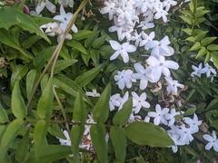 Jasminum polyanthum