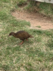 Gallirallus australis australis