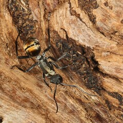 Polyrhachis ammon