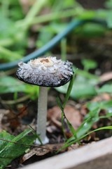 Coprinopsis picacea
