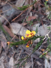 Dillwynia elegans