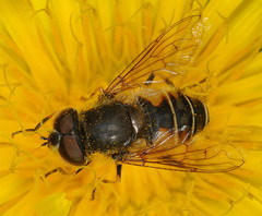 Eristalis croceimaculata