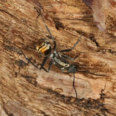 Polyrhachis ammon
