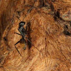 Camponotus aeneopilosus