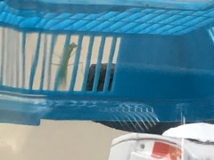 Miomantis caffra