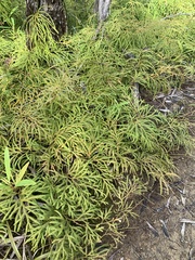 Lycopodium volubile