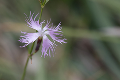 Dianthus hyssopifolius