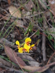 Dillwynia elegans