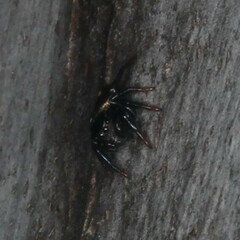 Zenodorus orbiculatus