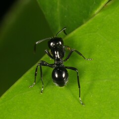 Polyrhachis australis