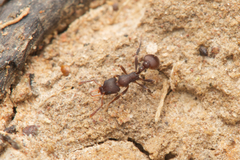 Epopostruma quadrispinosa