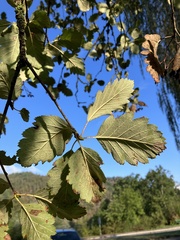 Scandosorbus intermedia