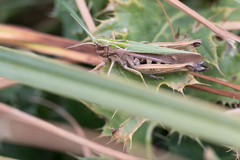 Omocestus viridulus