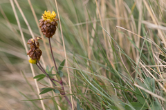Trifolium badium
