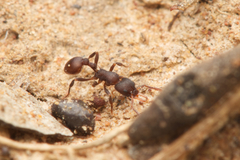 Epopostruma quadrispinosa
