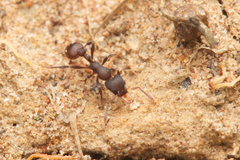 Epopostruma quadrispinosa