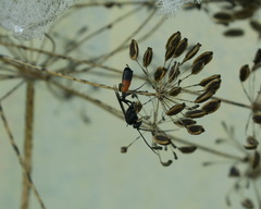 Campopleginae