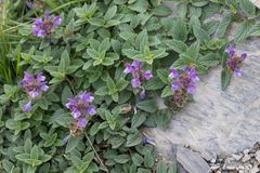 Scutellaria alpina
