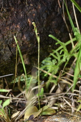 Peristylus