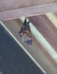 Cynopterus brachyotis