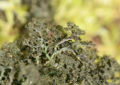 Sticta stipitata