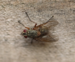 Muscina stabulans