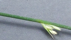 Juncus pallidus