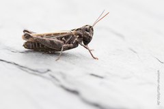 Omocestus haemorrhoidalis