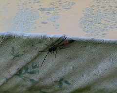 Campopleginae