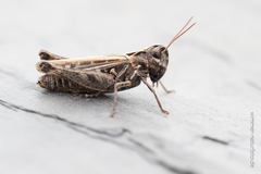 Omocestus haemorrhoidalis