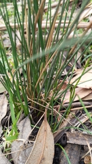 Juncus pallidus