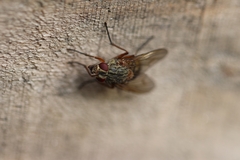 Muscina stabulans