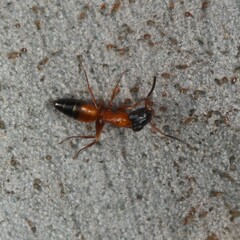 Opisthopsis rufithorax