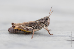 Gomphocerus sibiricus