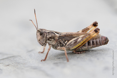 Gomphocerus sibiricus