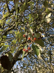 Scandosorbus intermedia