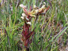 Disa cernua