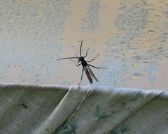 Campopleginae