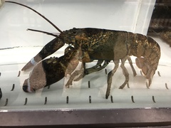 Homarus americanus