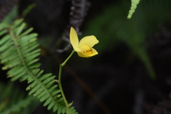 Spathoglottis pubescens