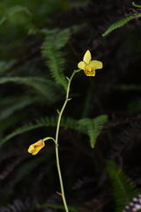 Spathoglottis pubescens