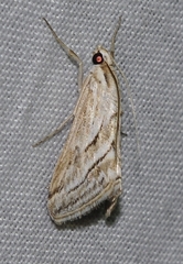 Evergestis desertalis