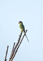 Psittacula cyanocephala