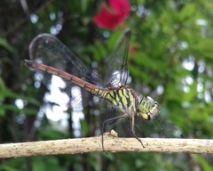 Lathrecista asiatica