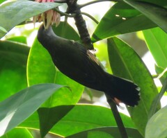 Leptocoma calcostetha