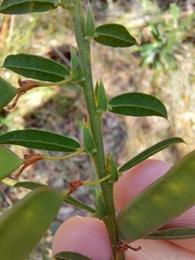 Bossiaea stephensonii