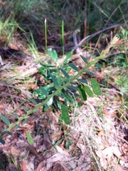 Bossiaea stephensonii