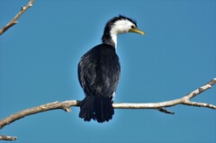 Microcarbo melanoleucos brevirostris