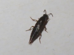 Quedius maurorufus