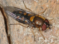 Syrphus octomaculatus